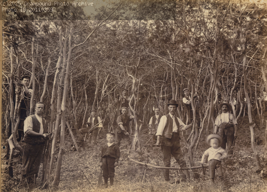 Picture of Oak harvesting